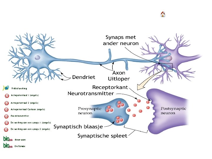 Prikkelwerking Actiepotentiaal 1 (engels) Actiepotentiaal 2 (engels) Actiepotentiaal Cartoon (engels) Neurotransmitter De werking van