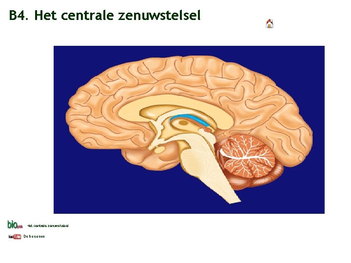 B 4. Het centrale zenuwstelsel De hersenen 
