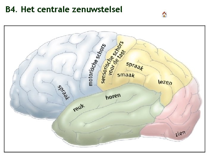 B 4. Het centrale zenuwstelsel 