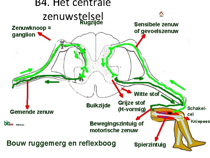 B 4. Het centrale zenuwstelsel Rugzijde Zenuwknoop = ganglion Sensibele zenuw of gevoelszenuw Witte