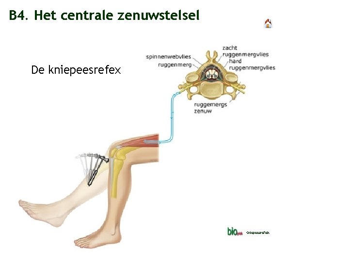 B 4. Het centrale zenuwstelsel De kniepeesrefex Kniepeesrefelx 