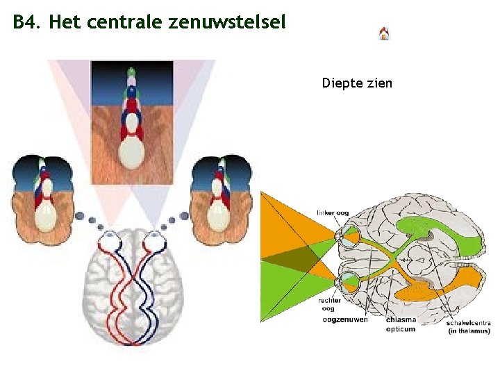 B 4. Het centrale zenuwstelsel Diepte zien 