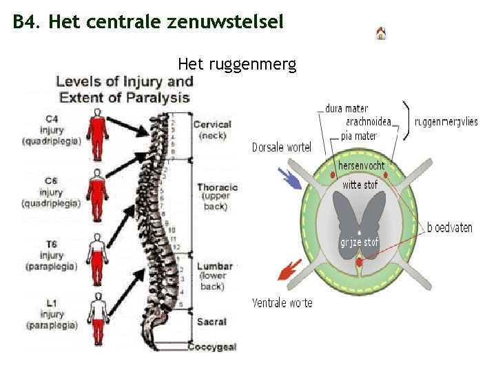 B 4. Het centrale zenuwstelsel Het ruggenmerg 