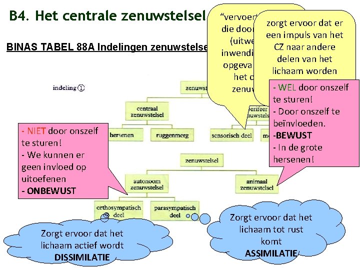 B 4. Het centrale zenuwstelsel “vervoert” prikkels zorgt ervoor dat er die door zintuigen