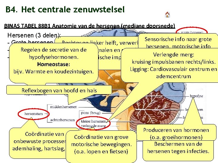 B 4. Het centrale zenuwstelsel BINAS TABEL 88 B 1 Anatomie van de hersenen