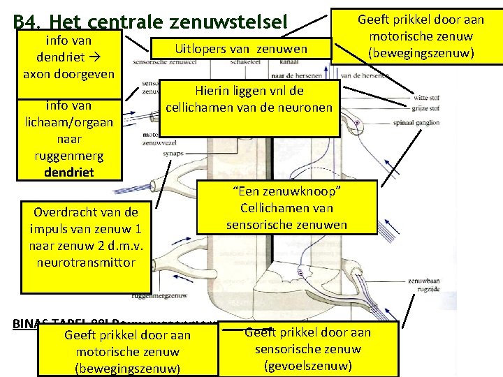 B 4. Het centrale zenuwstelsel info van dendriet axon doorgeven info van lichaam/orgaan naar