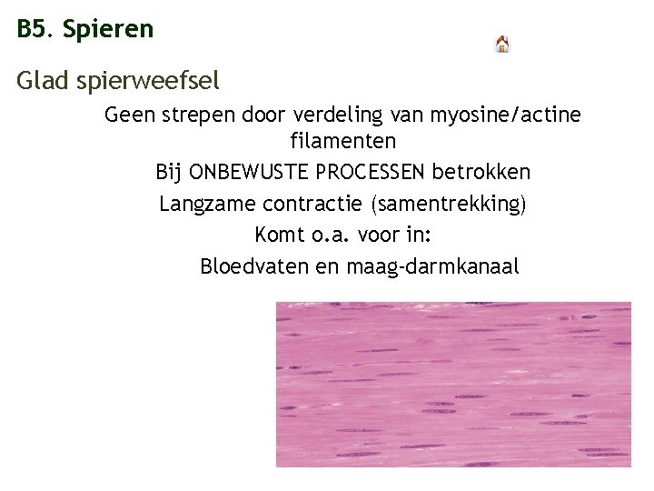 B 5. Spieren Glad spierweefsel Geen strepen door verdeling van myosine/actine filamenten Bij ONBEWUSTE
