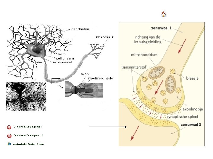 De natrium Kalium pomp 1 De natrium Kalium pomp 2 Impulsgeleiding Biodoen 5 delen