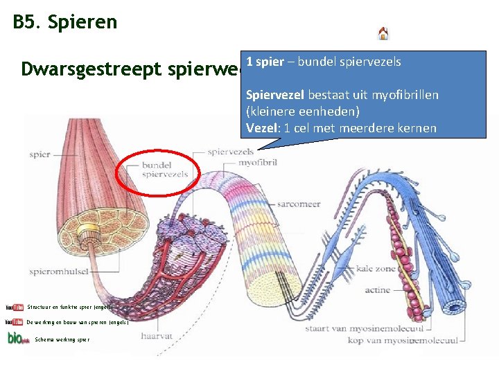 B 5. Spieren 1 spier – bundel spiervezels Dwarsgestreept spierweefsel Spiervezel bestaat uit myofibrillen