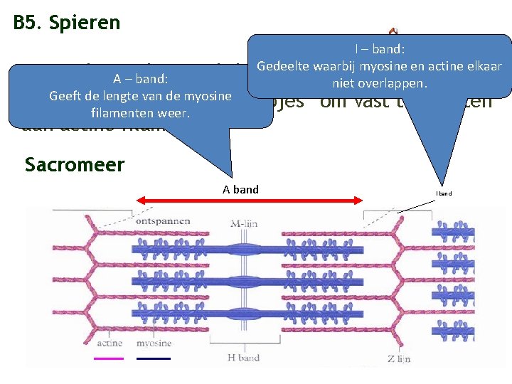 B 5. Spieren I – band: Gedeelte waarbij myosine en actine elkaar Hier gebeurt