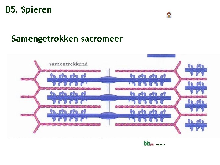 B 5. Spieren Samengetrokken sacromeer Reflexen 