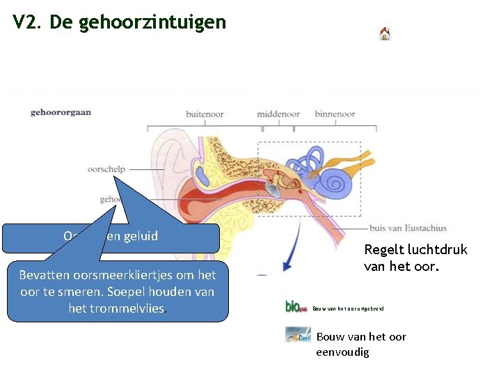 V 2. De gehoorzintuigen Opvangen geluid Bevatten oorsmeerkliertjes om het oor te smeren. Soepel