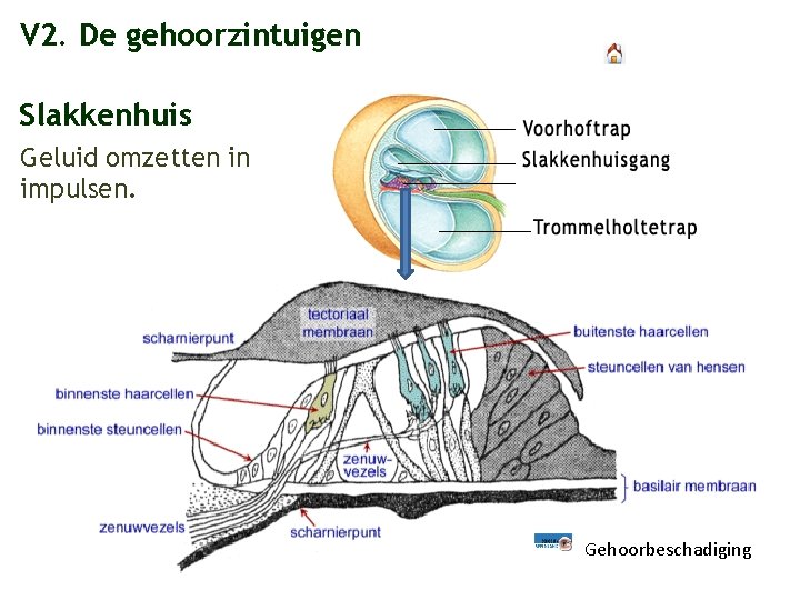 V 2. De gehoorzintuigen Slakkenhuis Geluid omzetten in impulsen. Gehoorbeschadiging 