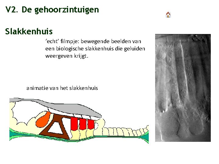 V 2. De gehoorzintuigen Slakkenhuis ‘echt’ filmpje: bewegende beelden van een biologische slakkenhuis die