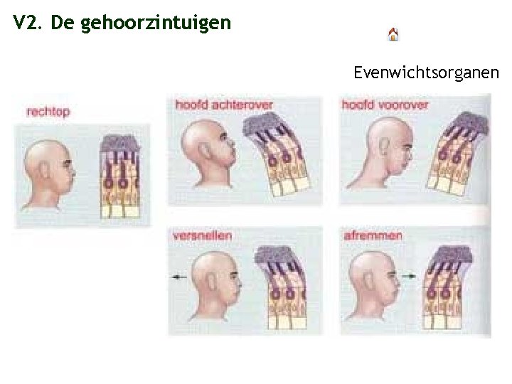 V 2. De gehoorzintuigen Evenwichtsorganen 