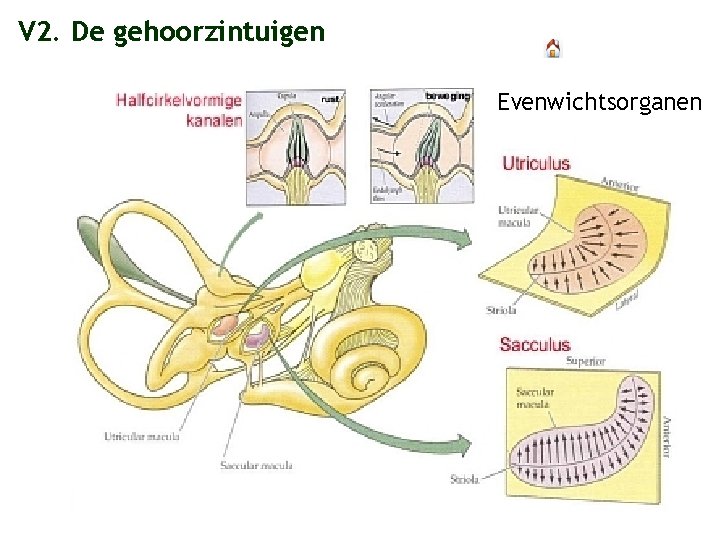 V 2. De gehoorzintuigen Evenwichtsorganen 
