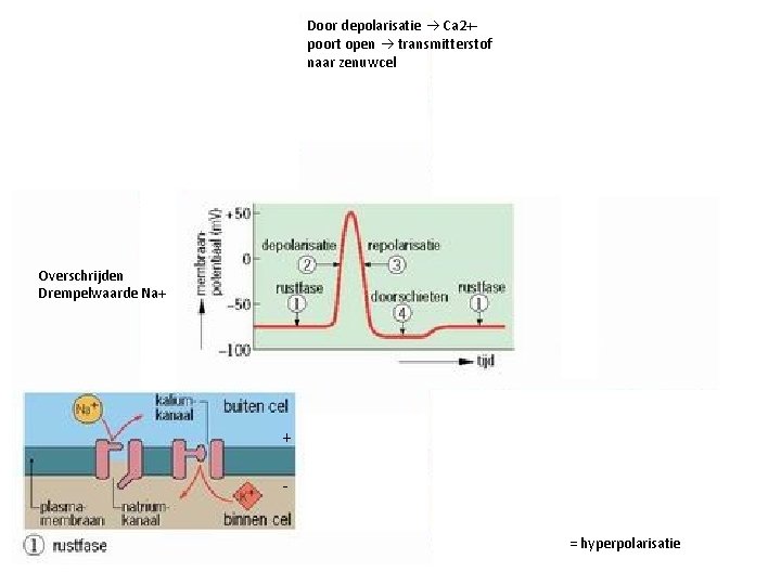 Door depolarisatie Ca 2+poort open transmitterstof naar zenuwcel Overschrijden Drempelwaarde Na+ + = hyperpolarisatie
