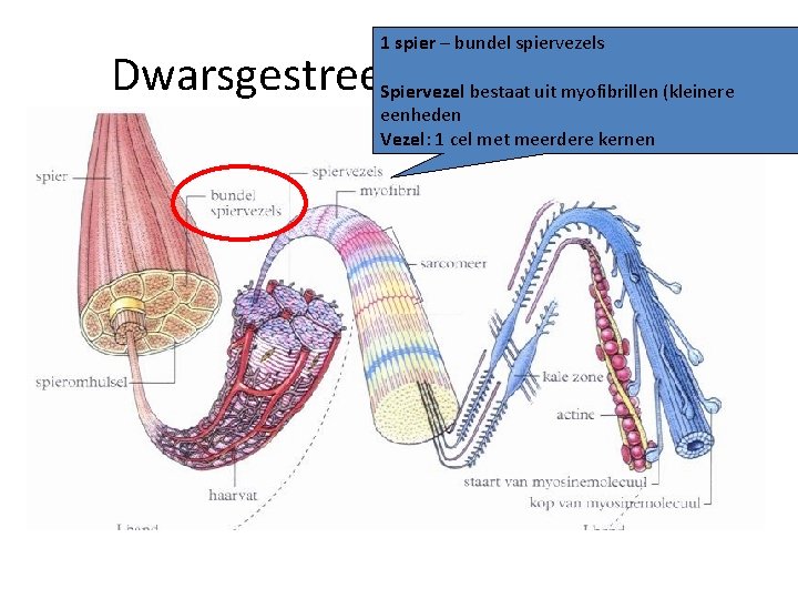 1 spier – bundel spiervezels Dwarsgestreept spierweefsel Spiervezel bestaat uit myofibrillen (kleinere eenheden Vezel:
