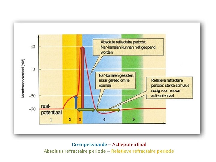Drempelwaarde – Actiepotentiaal Absoluut refractaire periode – Relatieve refractaire periode 