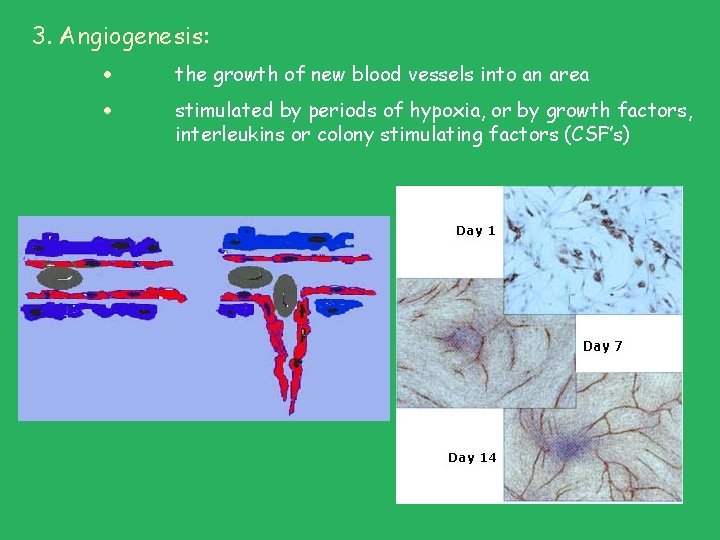 3. Angiogenesis: the growth of new blood vessels into an area stimulated by periods 3. Angiogenesis: the growth of new blood vessels into an area stimulated by periods