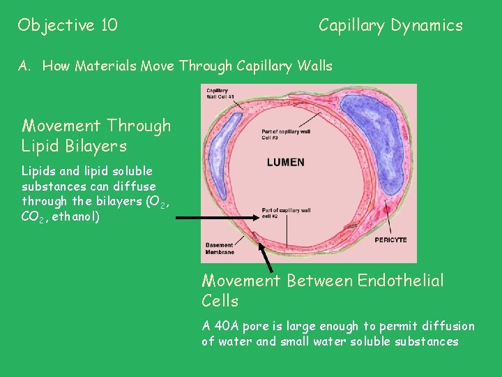 Objective 10 Capillary Dynamics A. How Materials Move Through Capillary Walls Movement Through Lipid Objective 10 Capillary Dynamics A. How Materials Move Through Capillary Walls Movement Through Lipid
