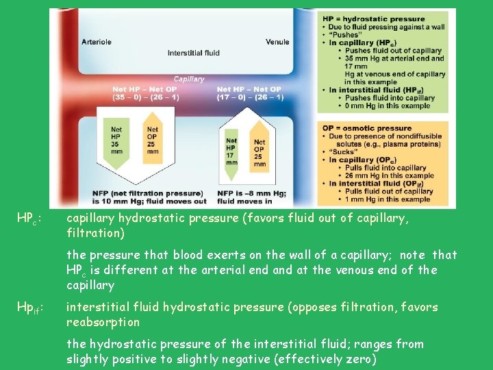 HPc: capillary hydrostatic pressure (favors fluid out of capillary, filtration) the pressure that blood HPc: capillary hydrostatic pressure (favors fluid out of capillary, filtration) the pressure that blood