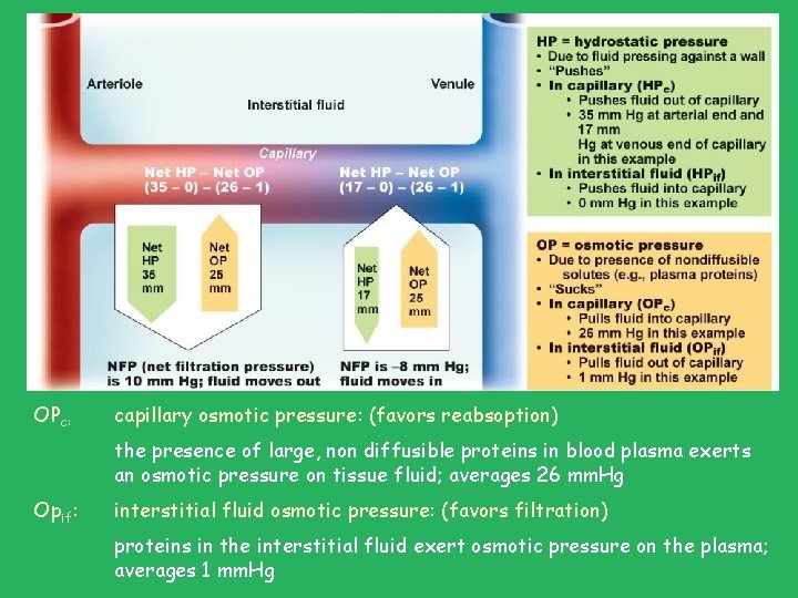 OPc: capillary osmotic pressure: (favors reabsoption) the presence of large, non diffusible proteins in OPc: capillary osmotic pressure: (favors reabsoption) the presence of large, non diffusible proteins in