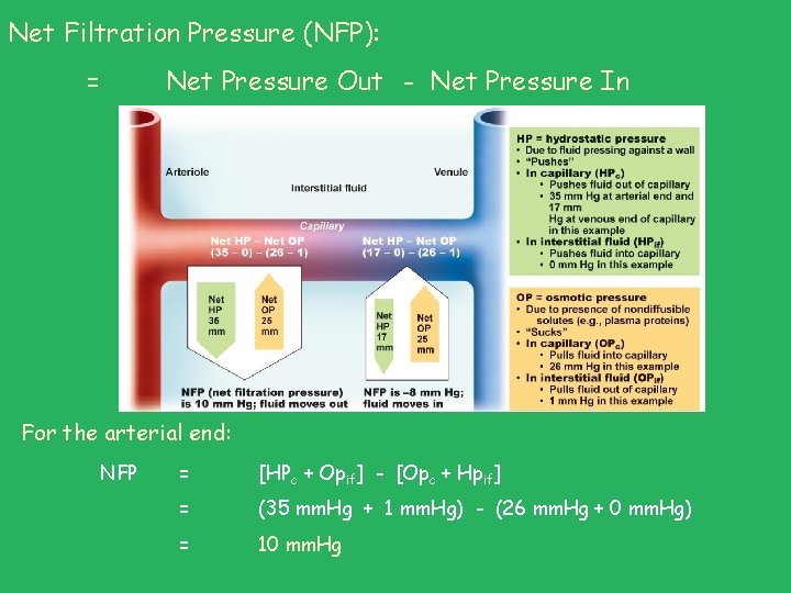 Net Filtration Pressure (NFP): = Net Pressure Out - Net Pressure In For the Net Filtration Pressure (NFP): = Net Pressure Out - Net Pressure In For the