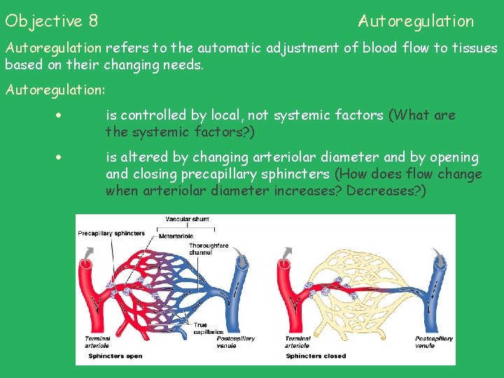Objective 8 Autoregulation refers to the automatic adjustment of blood flow to tissues based Objective 8 Autoregulation refers to the automatic adjustment of blood flow to tissues based