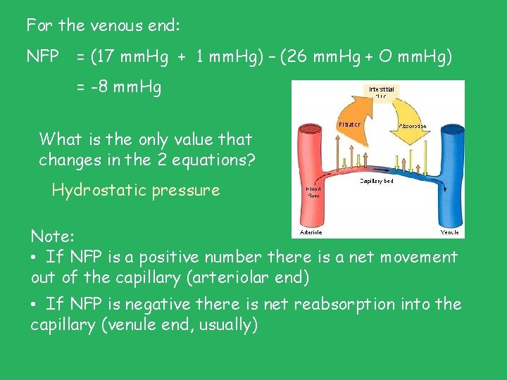 For the venous end: NFP = (17 mm. Hg + 1 mm. Hg) – For the venous end: NFP = (17 mm. Hg + 1 mm. Hg) –