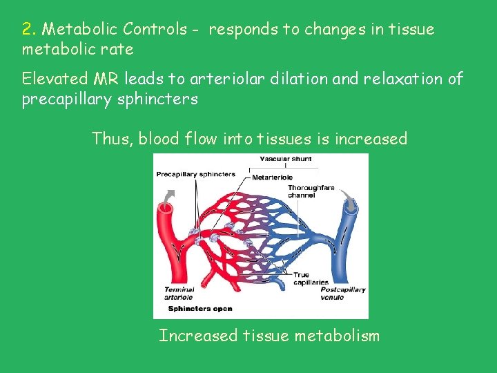 2. Metabolic Controls - responds to changes in tissue metabolic rate Elevated MR leads 2. Metabolic Controls - responds to changes in tissue metabolic rate Elevated MR leads