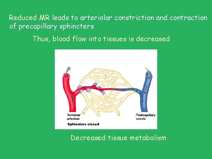 Reduced MR leads to arteriolar constriction and contraction of precapillary sphincters Thus, blood flow Reduced MR leads to arteriolar constriction and contraction of precapillary sphincters Thus, blood flow