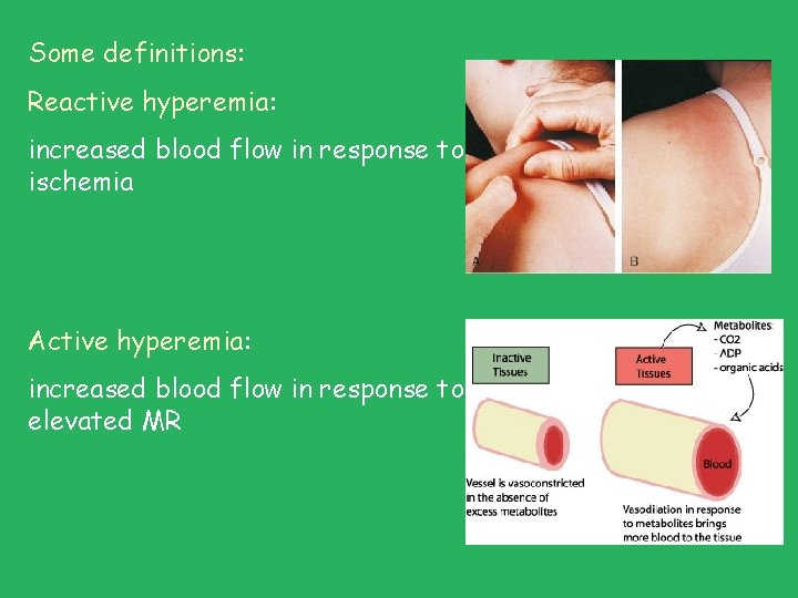 Some definitions: Reactive hyperemia: increased blood flow in response to ischemia Active hyperemia: increased Some definitions: Reactive hyperemia: increased blood flow in response to ischemia Active hyperemia: increased