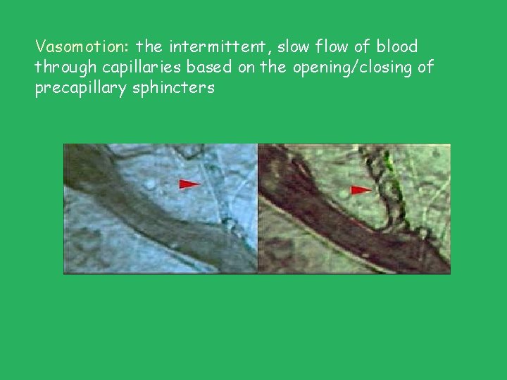 Vasomotion: the intermittent, slow flow of blood through capillaries based on the opening/closing of Vasomotion: the intermittent, slow flow of blood through capillaries based on the opening/closing of