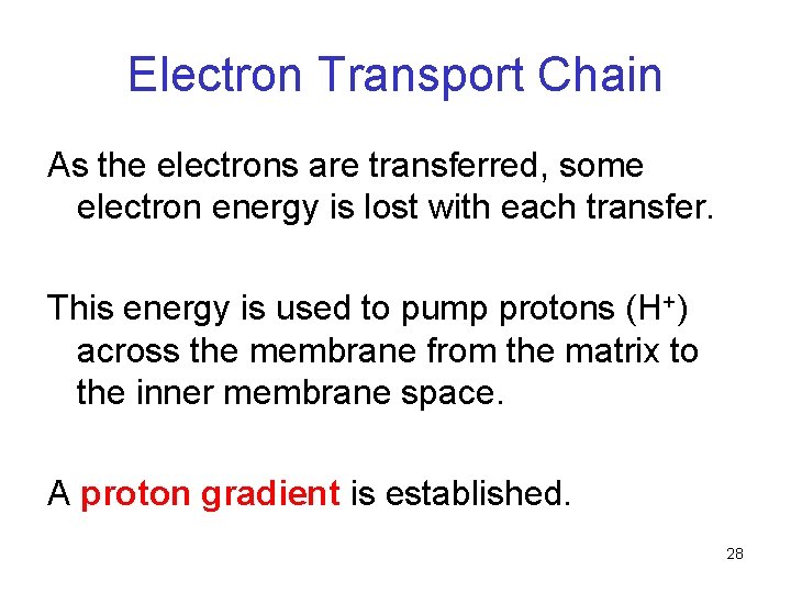 Electron Transport Chain As the electrons are transferred, some electron energy is lost with Electron Transport Chain As the electrons are transferred, some electron energy is lost with