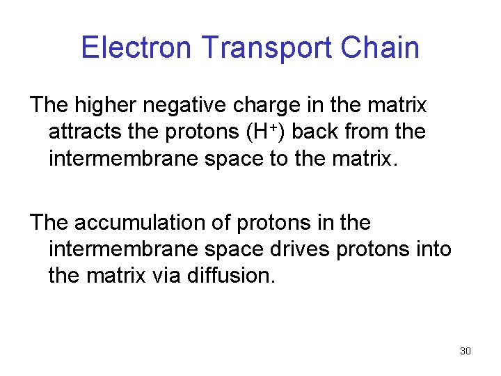 Electron Transport Chain The higher negative charge in the matrix attracts the protons (H+) Electron Transport Chain The higher negative charge in the matrix attracts the protons (H+)
