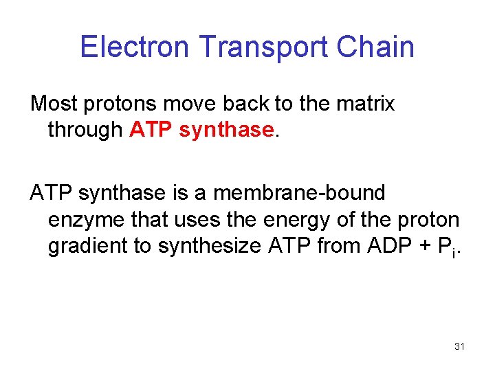 Electron Transport Chain Most protons move back to the matrix through ATP synthase is Electron Transport Chain Most protons move back to the matrix through ATP synthase is