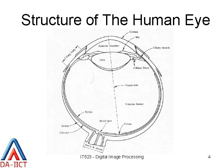 Structure of The Human Eye IT 523 - Digital Image Processing 4 