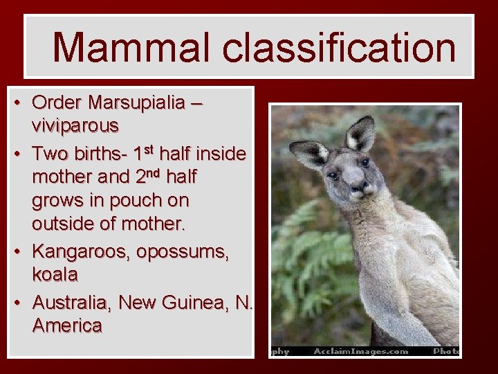 Mammal classification • Order Marsupialia – viviparous • Two births- 1 st half inside