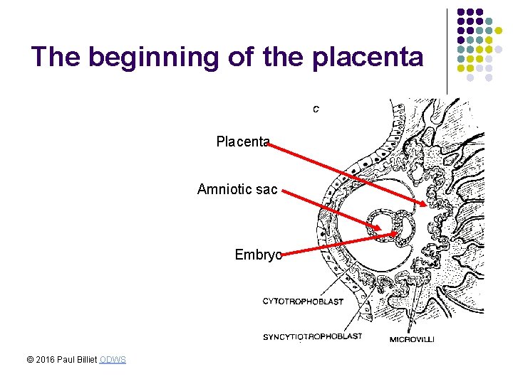 The beginning of the placenta Placenta Amniotic sac Embryo © 2016 Paul Billiet ODWS