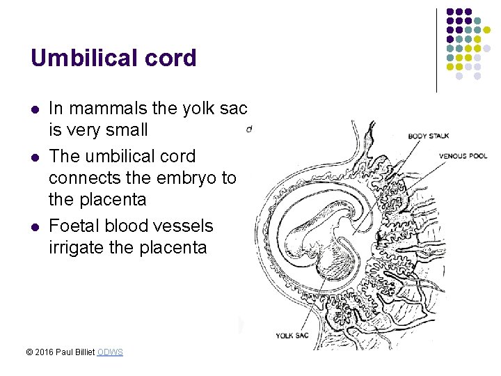 Umbilical cord l l l In mammals the yolk sac is very small The