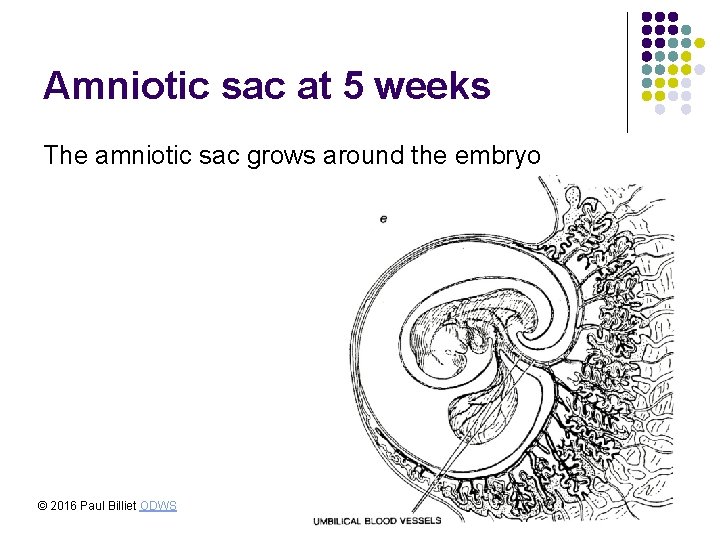 Amniotic sac at 5 weeks The amniotic sac grows around the embryo © 2016