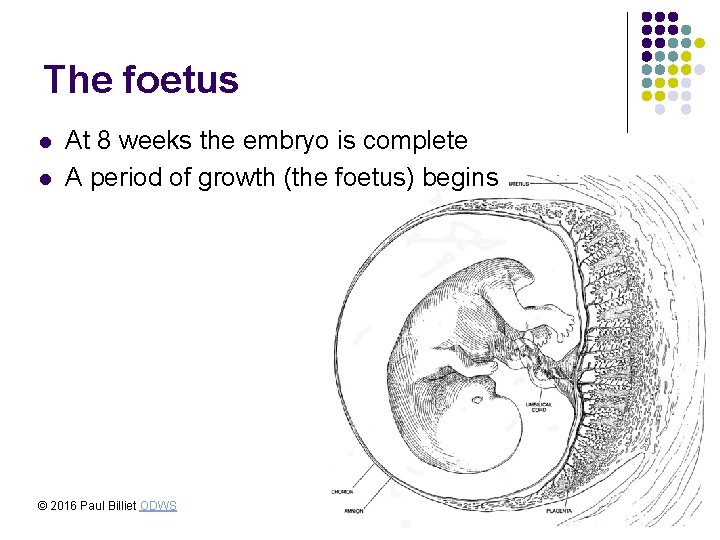 The foetus l l At 8 weeks the embryo is complete A period of