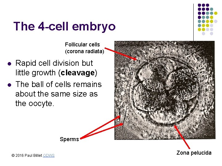 The 4 -cell embryo Follicular cells (corona radiata) l l Rapid cell division but