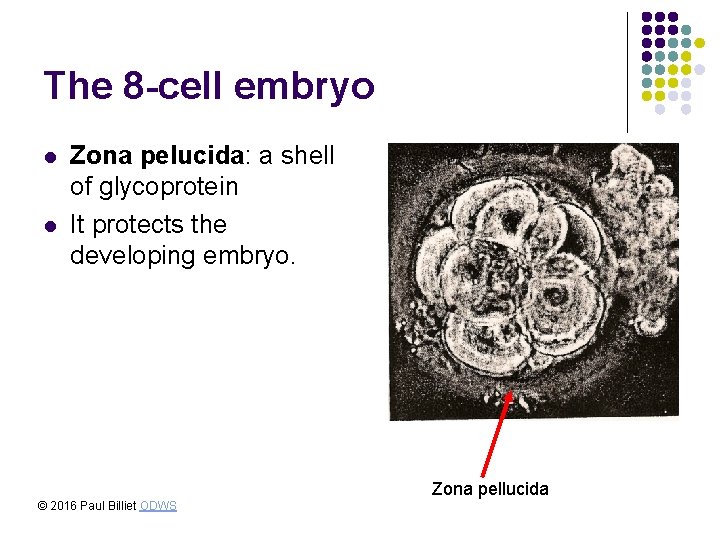 The 8 -cell embryo l l Zona pelucida: a shell of glycoprotein It protects