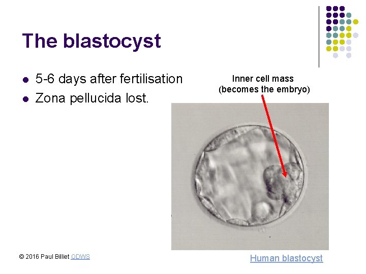 The blastocyst l l 5 -6 days after fertilisation Zona pellucida lost. © 2016