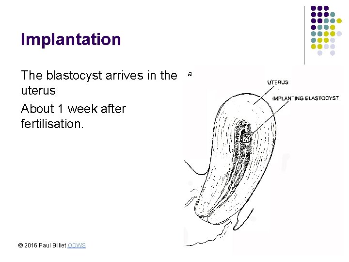 Implantation The blastocyst arrives in the uterus About 1 week after fertilisation. © 2016