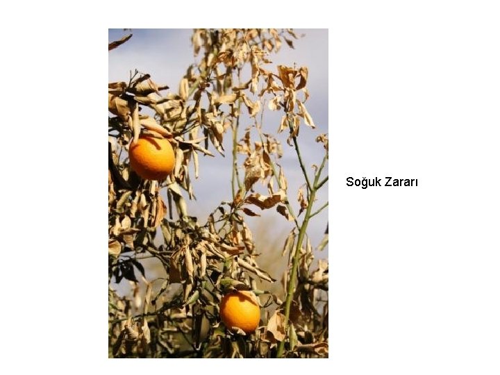 Soğuk Zararı 