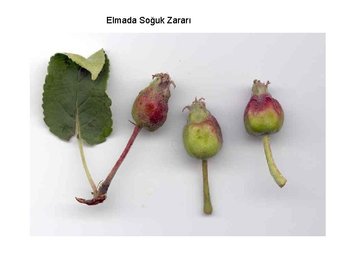 Elmada Soğuk Zararı 