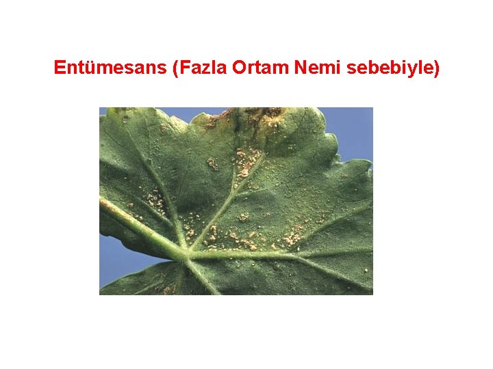 Entümesans (Fazla Ortam Nemi sebebiyle) 